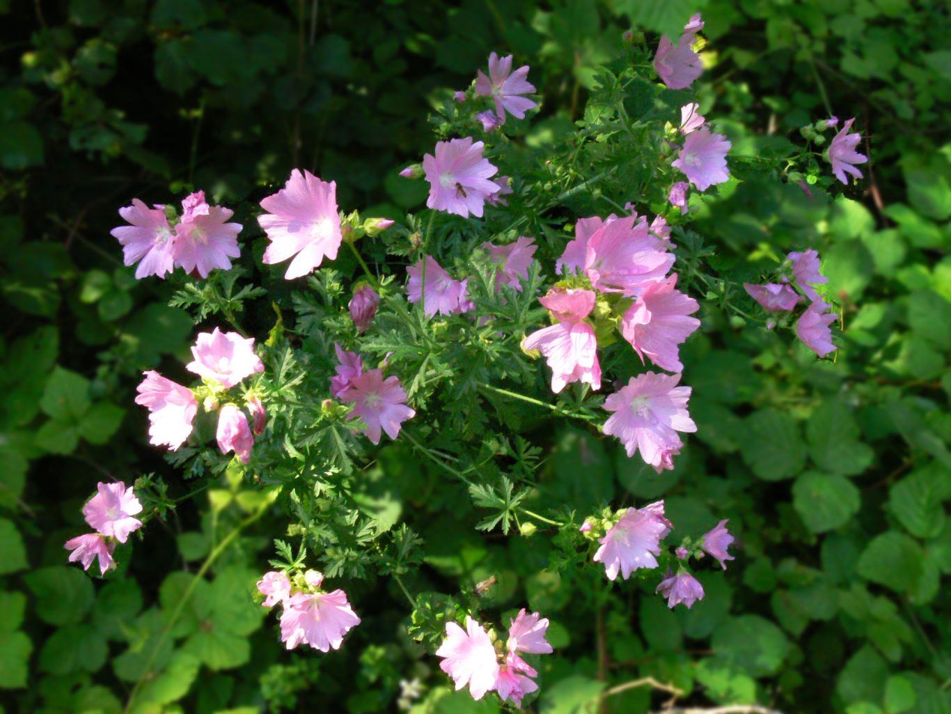 Rosen-Malve, Bild von I, Daniel J. Layton, CC BY-SA 3.0 , via Wikimedia Commons