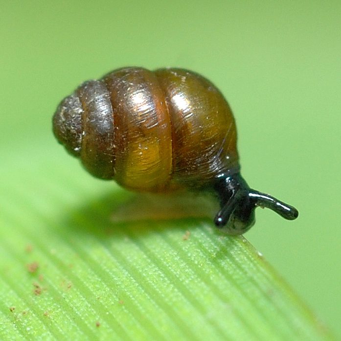 Bauchige Windelschnecke - © Gilles San Martin