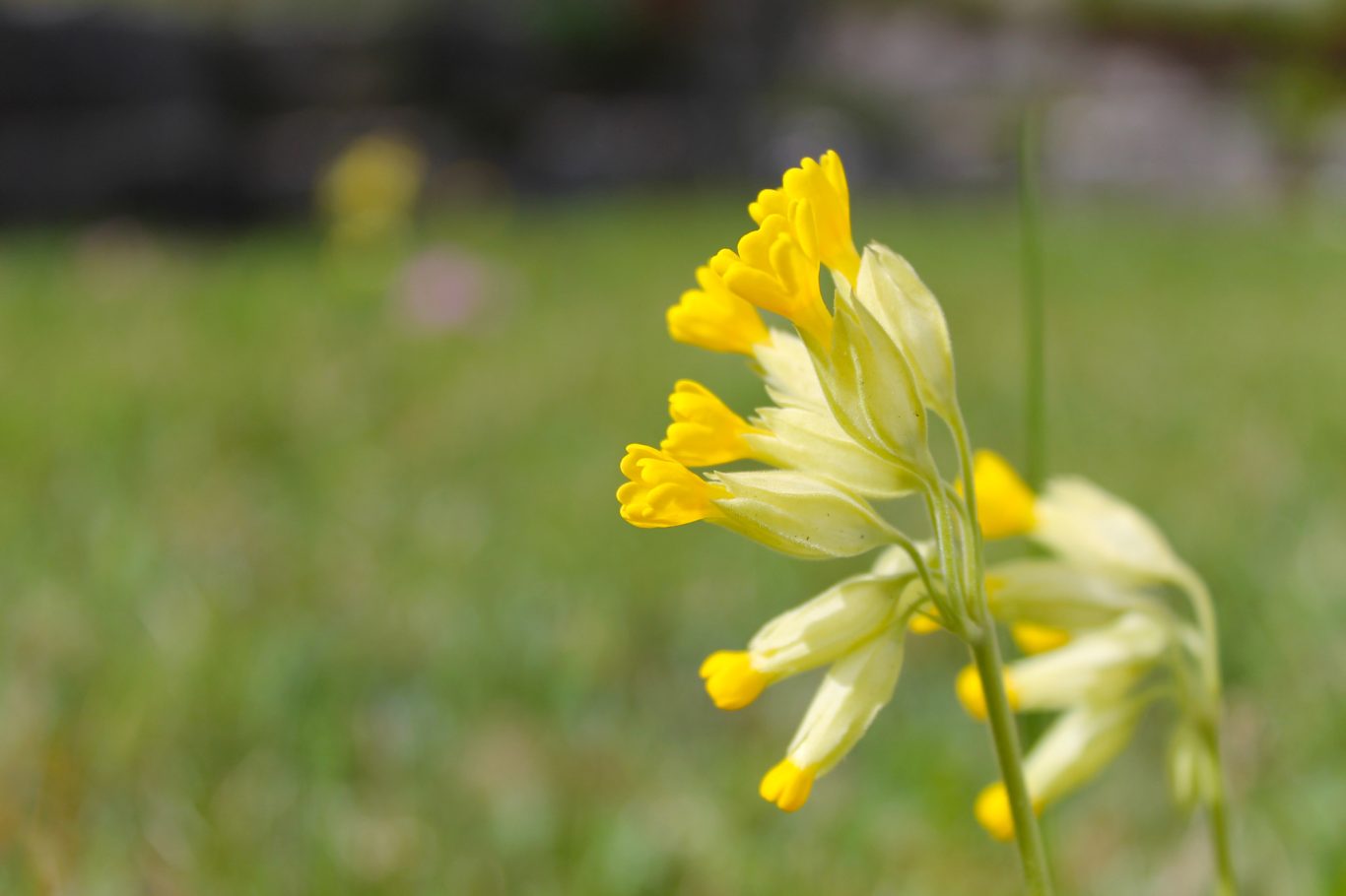 Echte Schlüsselblume, Bild von Daniel Ballmer, CC BY-SA 4.0 , via Wikimedia Commons